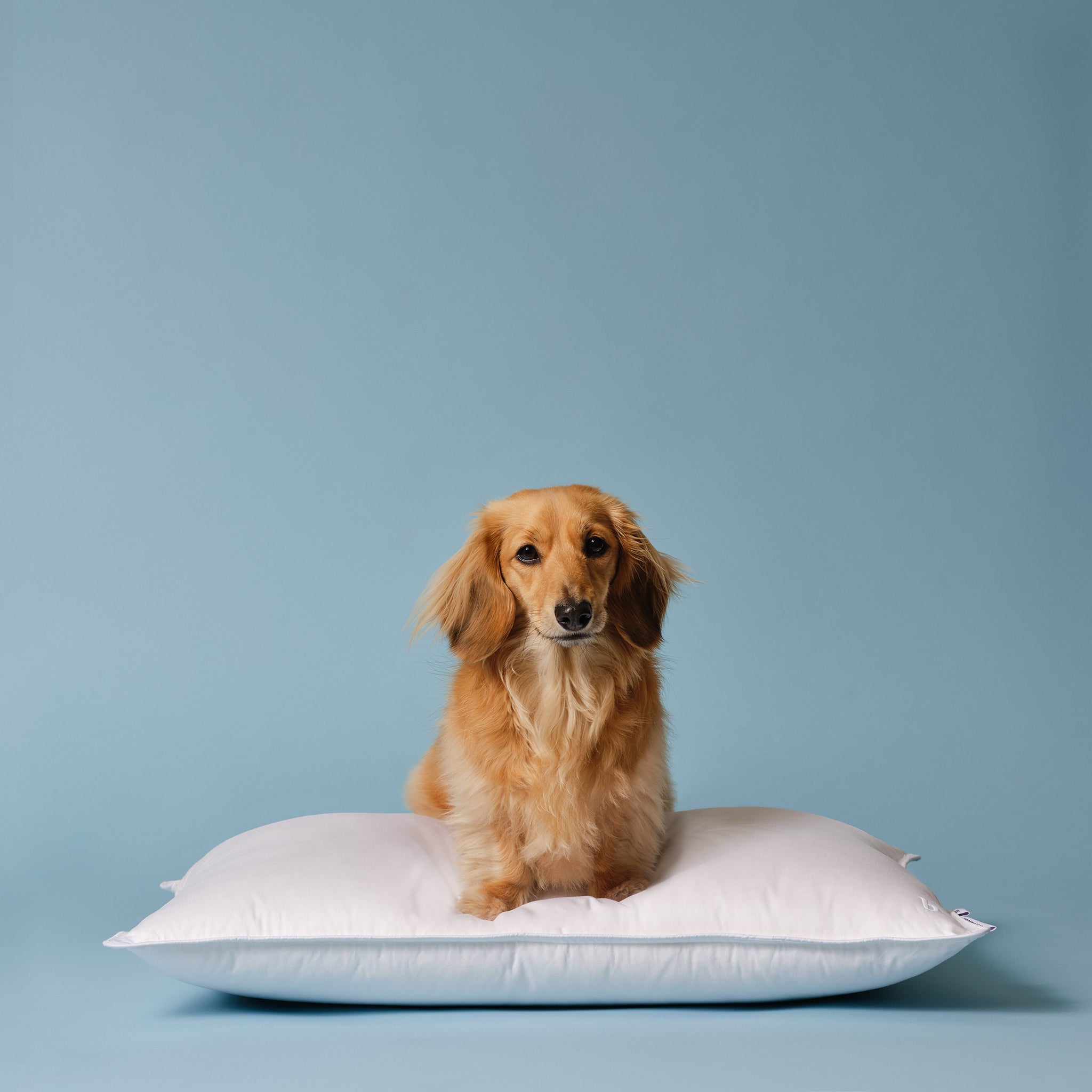 Down Pillow